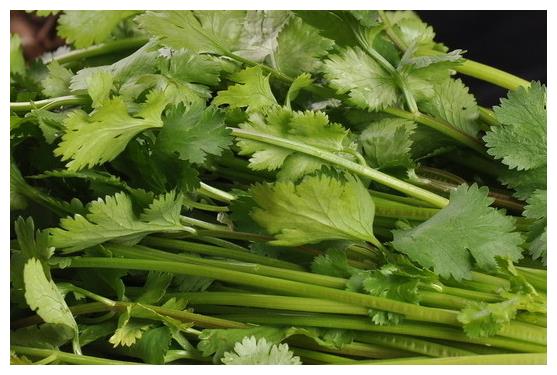 蔬菜种植，你知道蔬菜的栽培制度吗？来了解一下