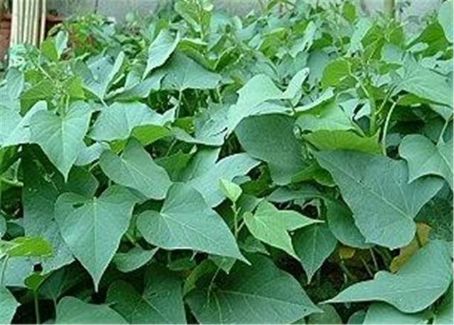 红薯只长秧，没产量？掌握这2个技巧，亩产有望过万斤
