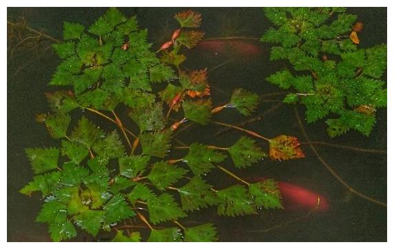 菱角种植，栽培时间和方法要点，来学学