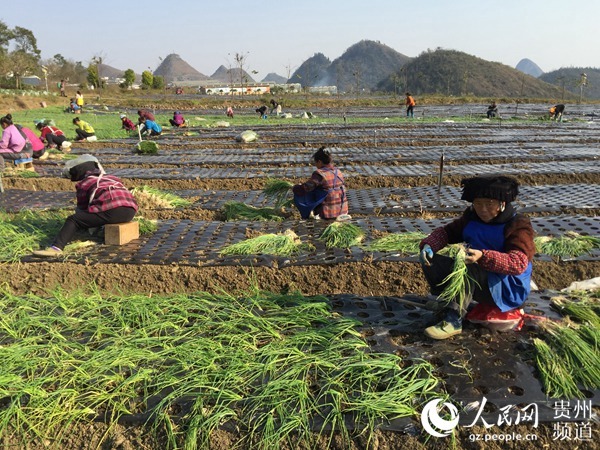 贞丰龙场镇：推进坝区产业 小葱助力增收