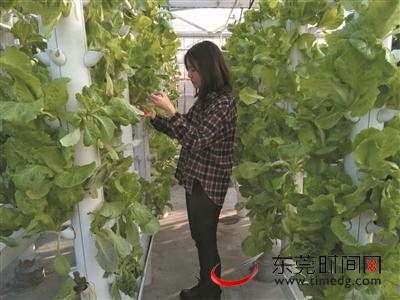 石龙兴龙社区邻里一起种绿色瓜果蔬菜，吃得放心玩得开心
