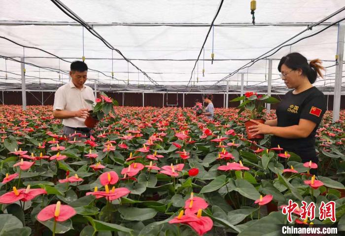图为当地民众在屏山镇花卉基地园区观赏花卉 刘亮 摄