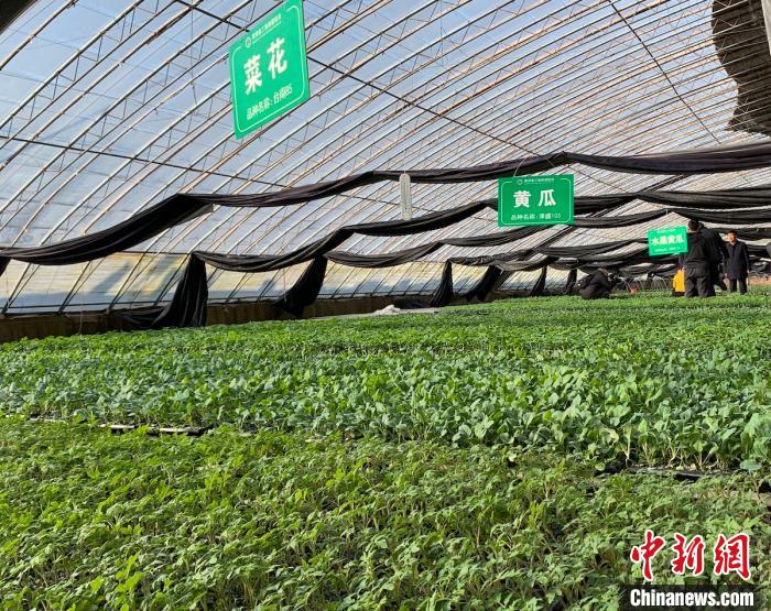 曲沃县设施蔬菜科研基地大棚。　任丽娜 摄
