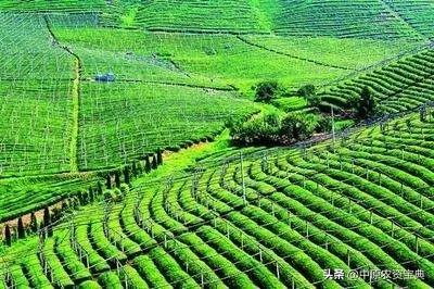 农业规模化.jpg