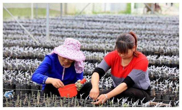人人都羡慕小六的金桔卖得好，现在就教你金桔的栽培方法