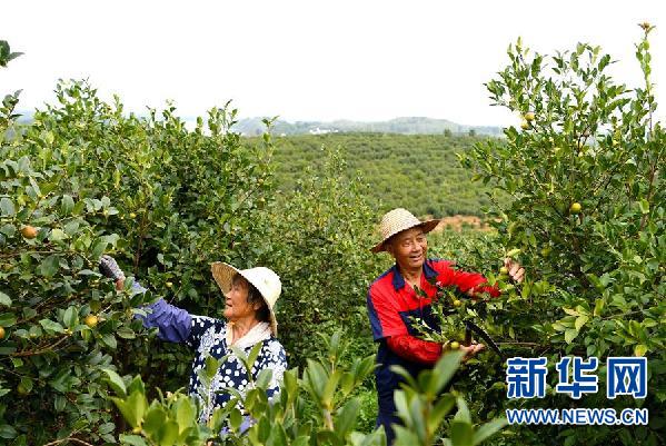 （图文互动·来自一线的调查报告）（1）荒山上种出“绿色银行”——河南光山油茶产业发展观察