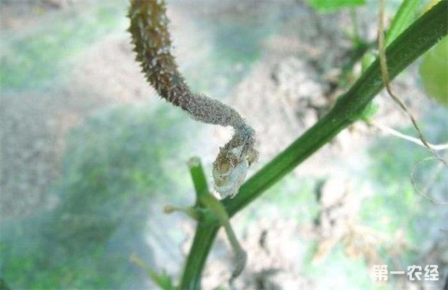 黄瓜烂头原因及防治方法