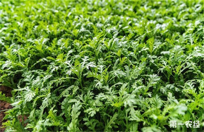 茼蒿 