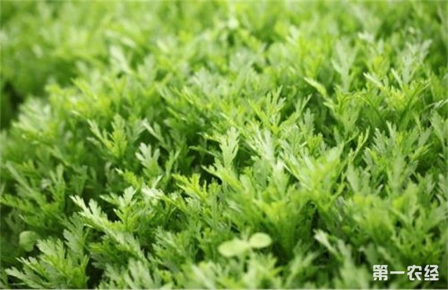 茼蒿 