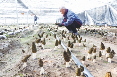 羊肚菌管理.jpg