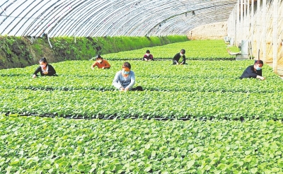 当前正值春季蔬菜育苗关键时期—— 做好这四点育出优质苗.jpg