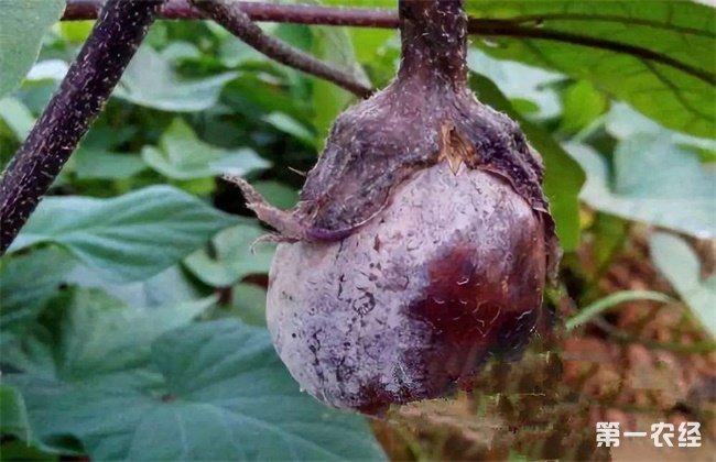 茄子烂果原因及防治方法