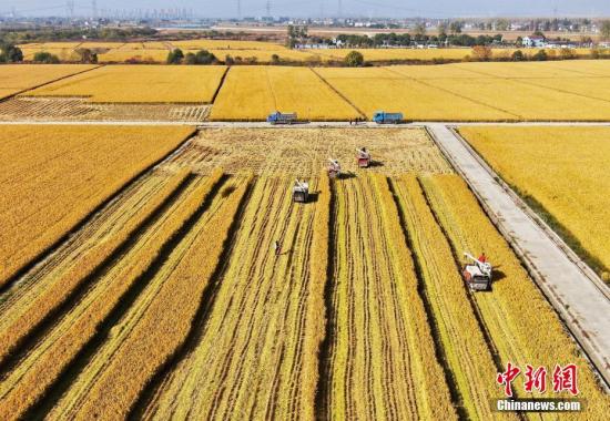 资料图：秋收图。<a target='_blank' href='http://www.chinanews.com/'>中新社</a>记者 泱波 摄