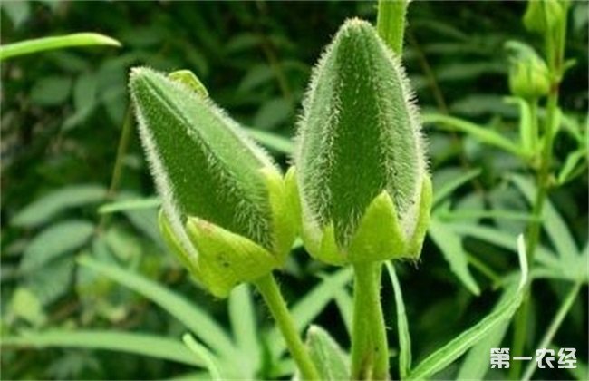 秋葵种植 注意事项