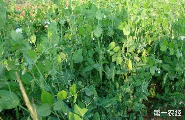 豌豆的高产种植要点