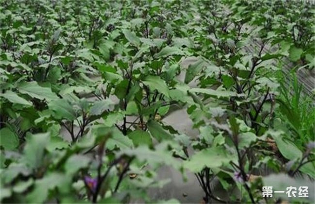 茄子苗期 管理技术