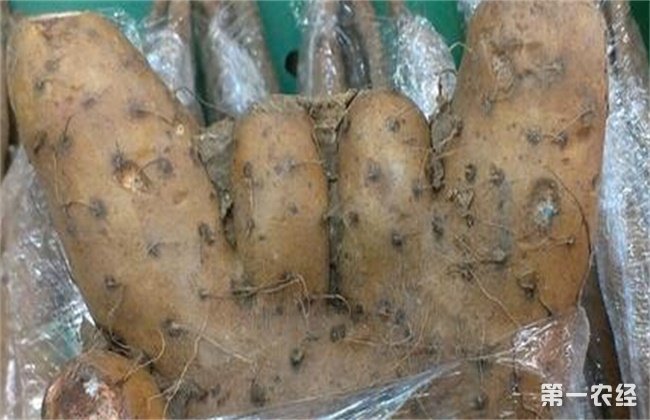 山药畸形的原因及防治方法