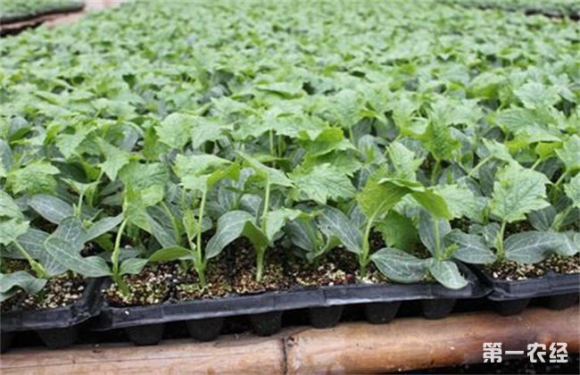 丝瓜 定植后 管理