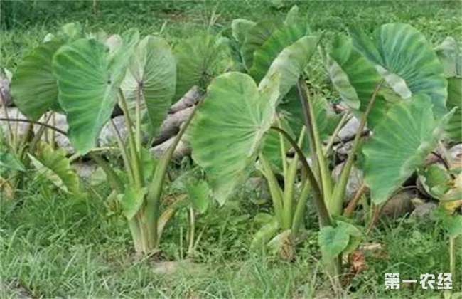 芋头怎么种高产