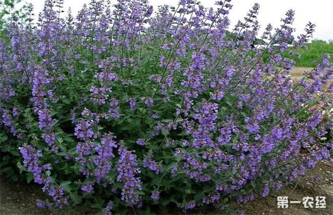 开花