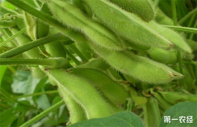 毛豆种植如何提高产量