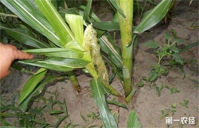 玉米分蘖原因及防治方法