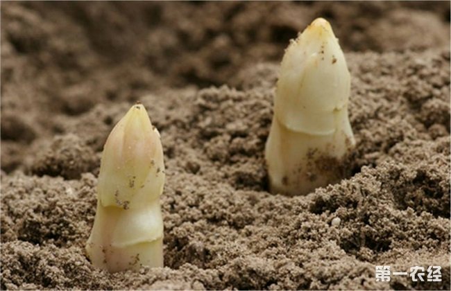 芦笋高产施肥技术 芦笋施肥