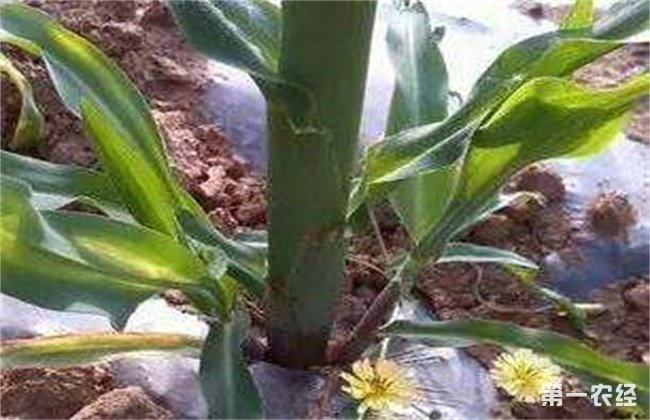 玉米分蘖原因及防治方法