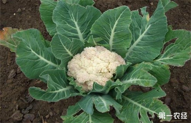 花椰菜干烧心原因及防治方法