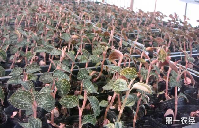 金线莲的种植成本和利润