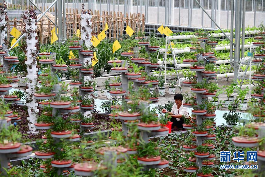 （社会）（1）河南开封：现代农业产业园里庆丰收