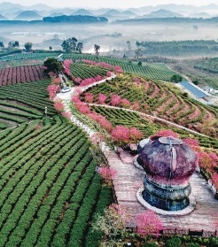 万古生态茶园风光好