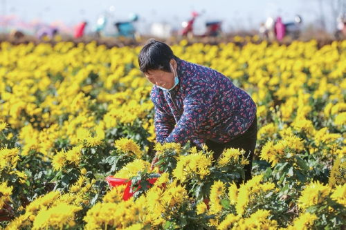 打造金丝皇菊品牌　带动农户增收