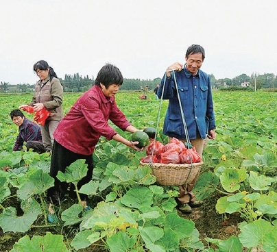 富硒南瓜俏销市场