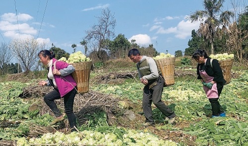 榨菜示范区助农增收