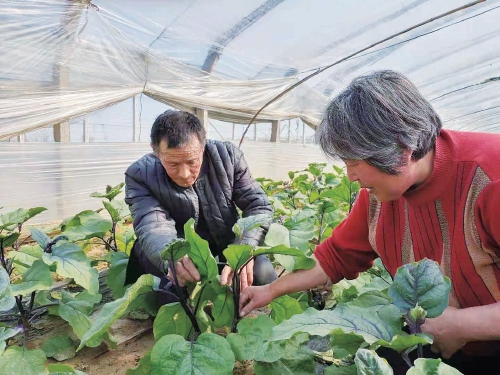 贫困户变成了“菜把式”