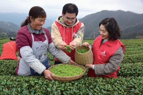 茶香满园　党员助采
