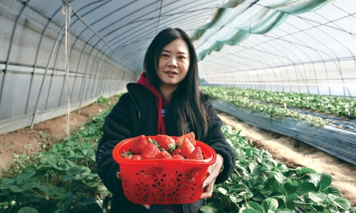 大棚草莓进入采摘季