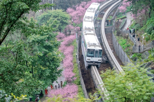 开往春天的山城“花海列车”