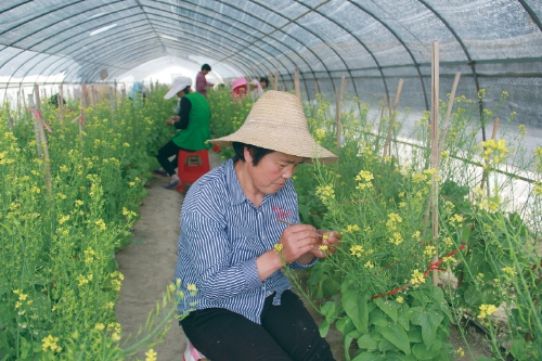 育种基地授粉忙