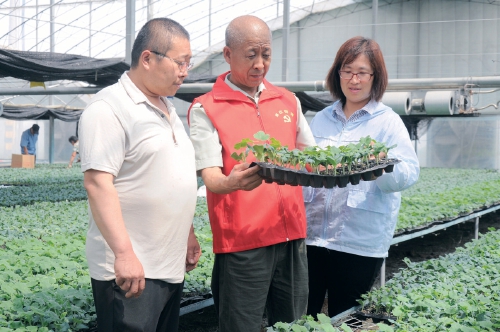 有机菜苗产业带动农民增收致富