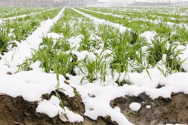 é¨éªä½æ¸©çªè¢­,ææ ·å½±åå°éº¦çé¿ è¿ä¹å,è½é²æ­¢å»å®³åç